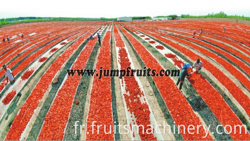 tomato processing line